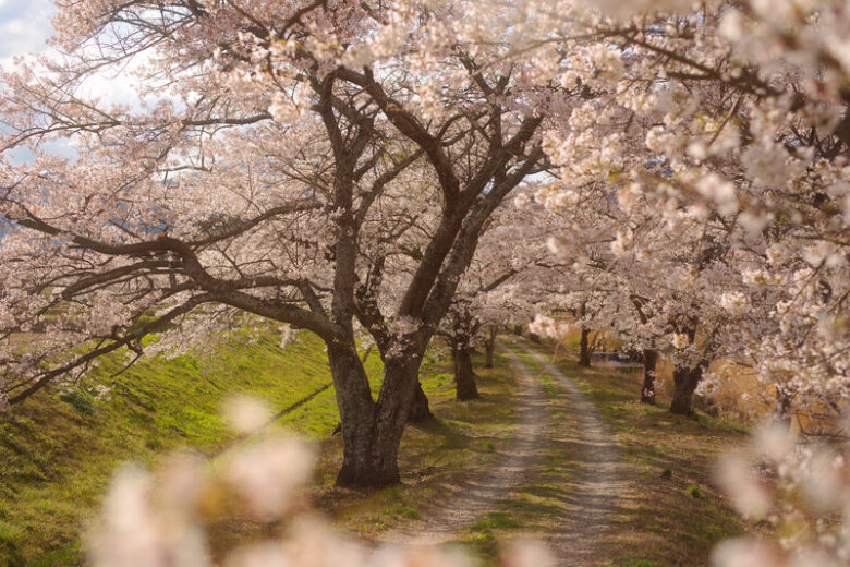 千本桜